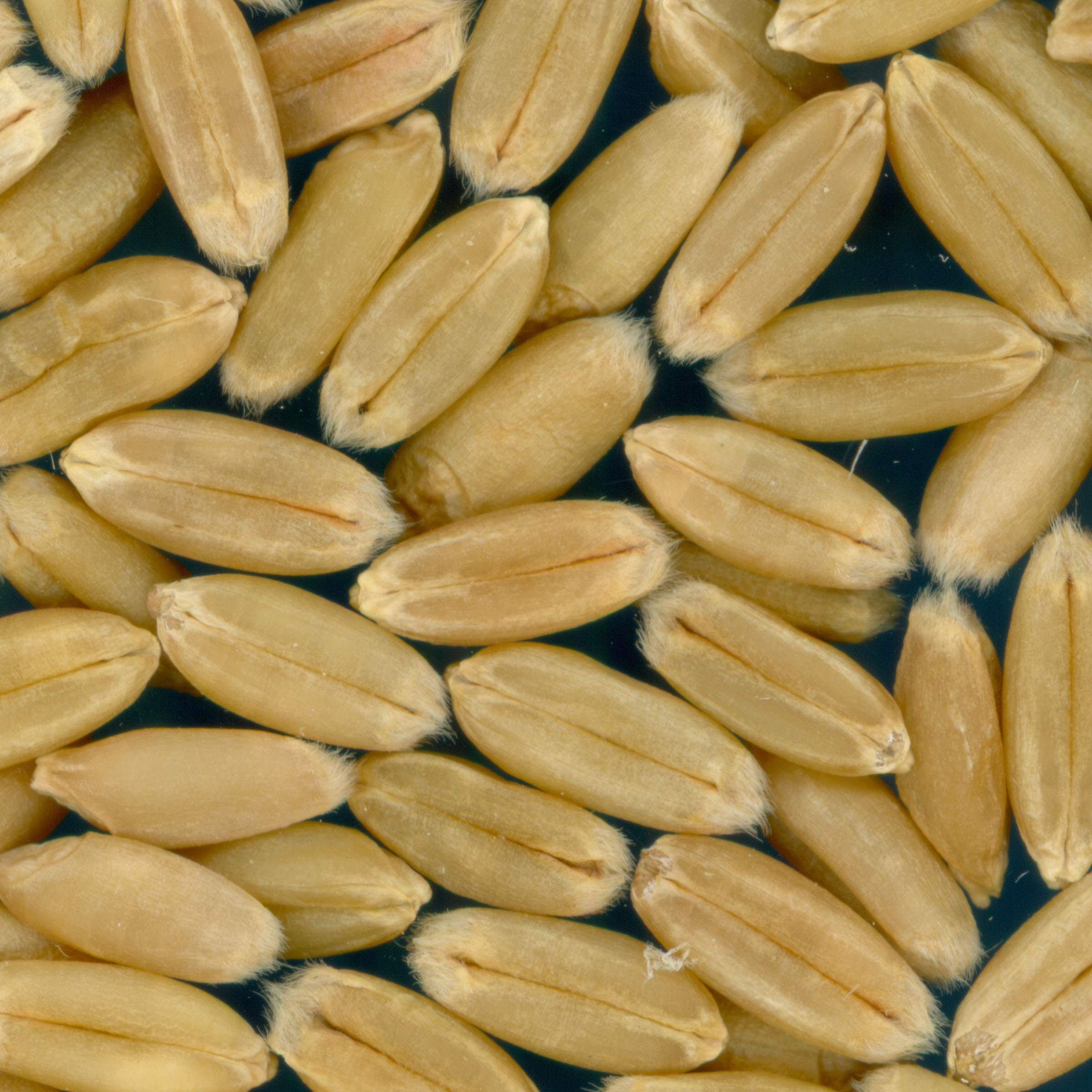 Click for 3 image(s) for this accession. KERNELS